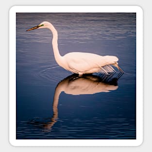 Great Egret reflection Sticker